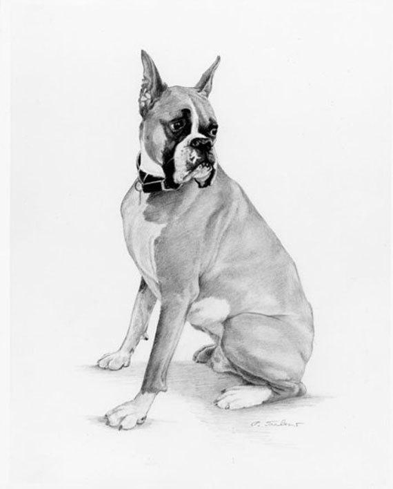 570x708 how to draw a boxer puppy - Boxer Puppy Drawing