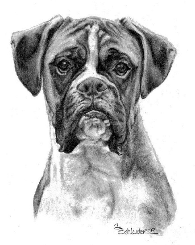 686x859 The Boxer Pet Portraits - Boxer Puppy Drawing