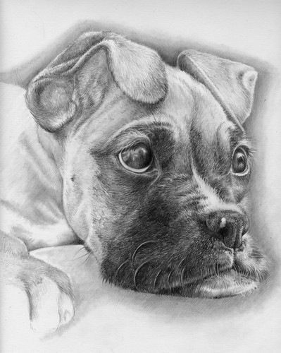399x500 boxer drawing very nicely done beautiful animals boxer dogs - Boxer Puppy Drawing