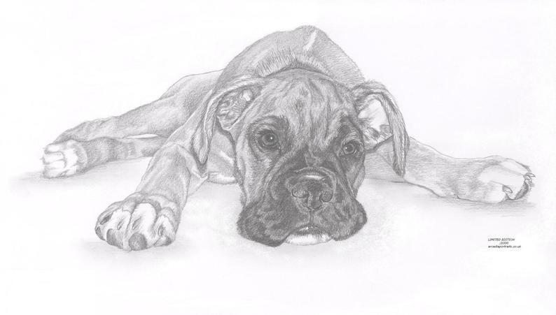 794x451 boxer puppy dog limited edition art drawing print signed - Boxer Puppy Drawing