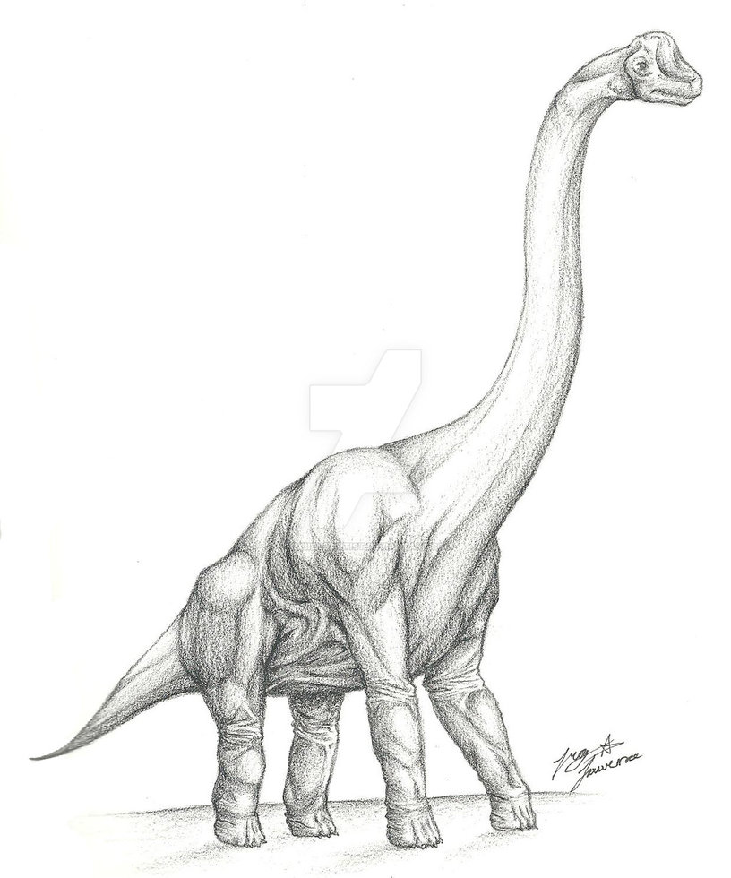 Brachiosaurus Drawing at Explore collection of