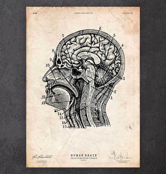 571x600 Brain Anatomy - Brain Anatomy Drawing