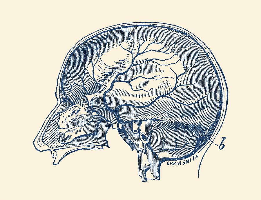 900x690 Brain Diagram Two - Brain Anatomy Drawing