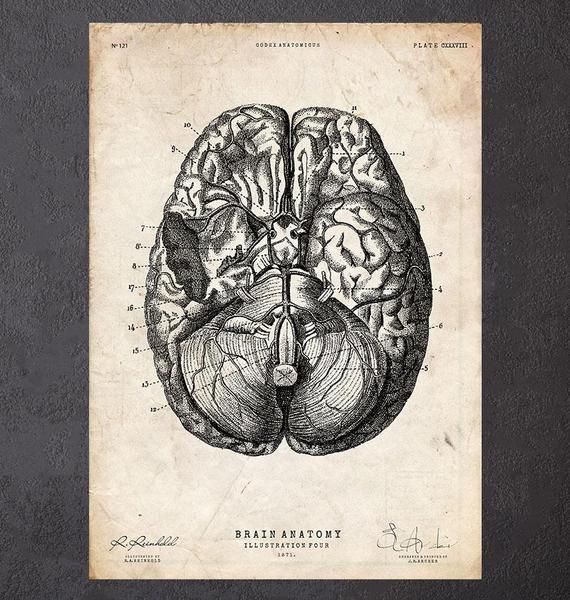570x600 Brain Sections Anatomy Poster - Brain Anatomy Drawing