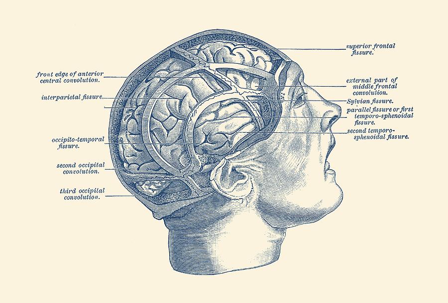 900x609 Fissure Focused Brain Diagram - Brain Anatomy Drawing