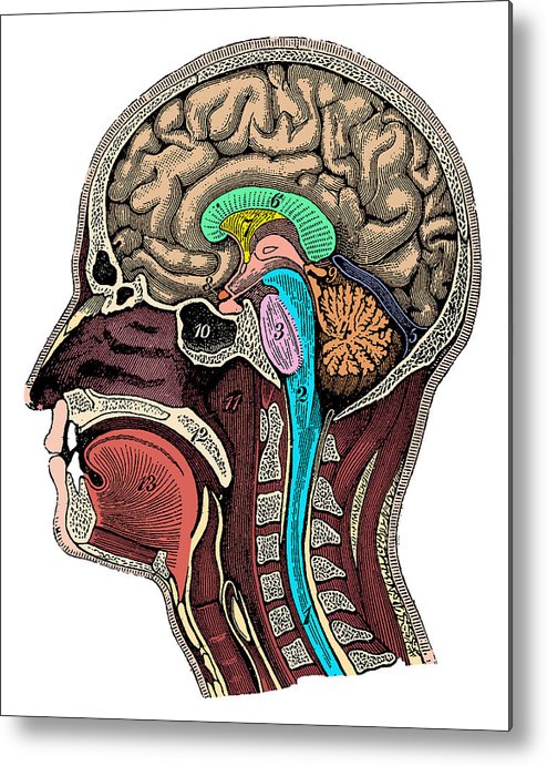 494x691 Head And Brain Anatomy Metal Print - Brain Anatomy Drawing