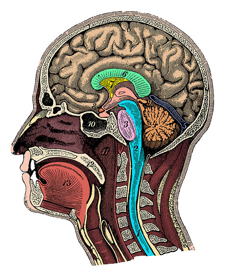 738x900 Head And Brain Anatomy - Brain Anatomy Drawing