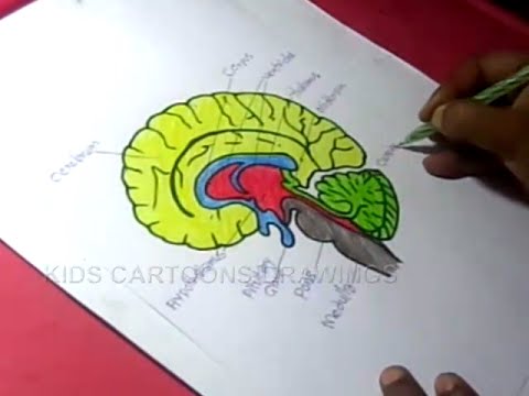 480x360 How To Draw Human Brain Anatomy Drawing For Kids - Brain Anatomy Drawing