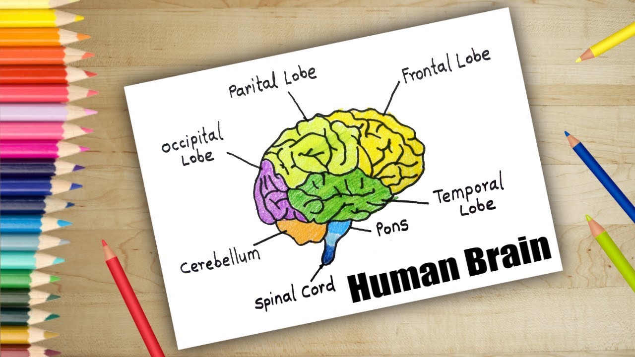 1280x720 how to draw human brain in easy steps brain anatomy drawing - Brain Anatomy Drawing