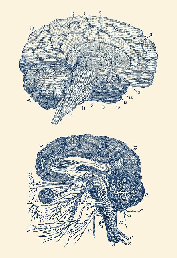 618x900 Human Brain - Brain Anatomy Drawing