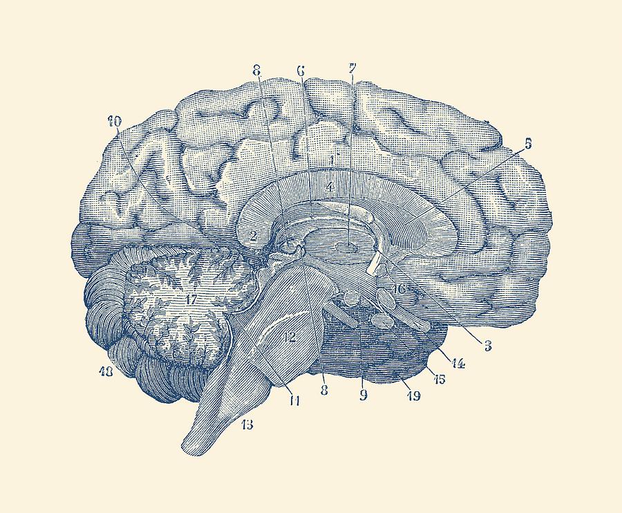 900x742 Human Brain Anatomy Diagram Drawing - Brain Anatomy Drawing