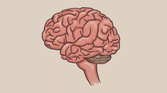 550x309 Ways To Draw A Brain - Brain Anatomy Drawing