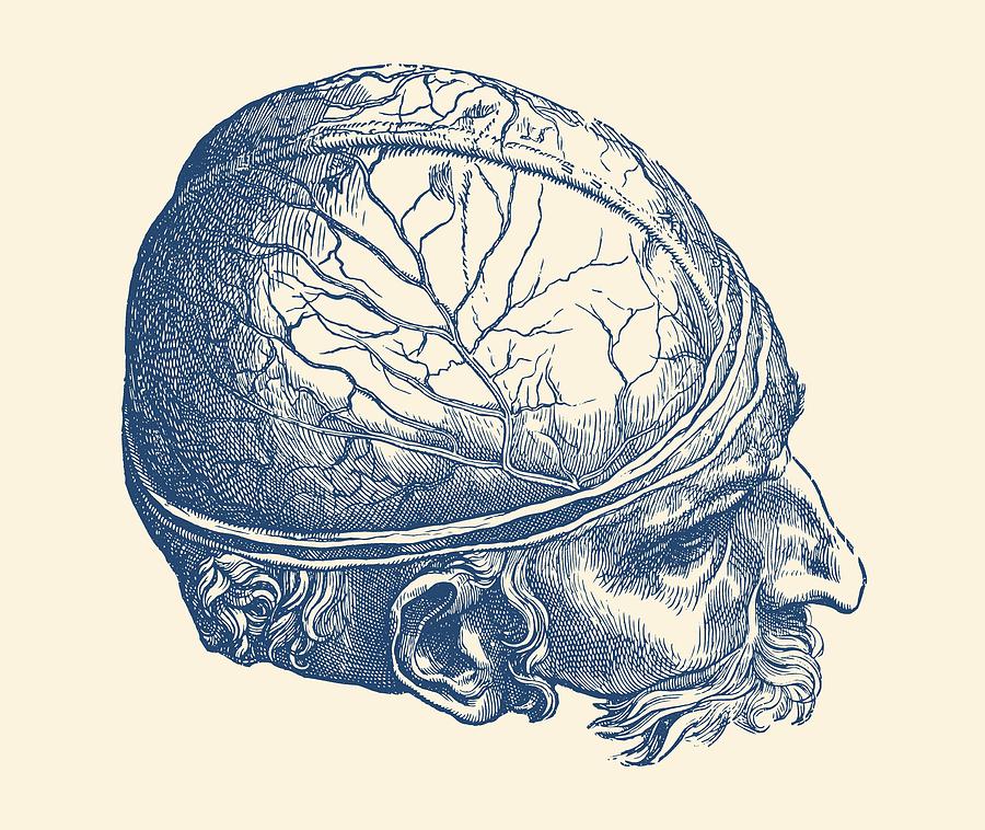 900x758 Male Brain - Brain Anatomy Drawing