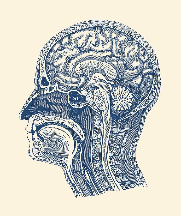 755x900 normal anatomy of human brain - Brain Anatomy Drawing