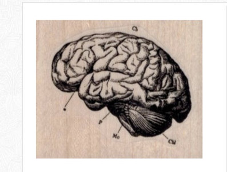 794x600 Rubber Stamp Zombie Brains Anatomical Medical Drawing Etsy - Brain Anatomy Drawing