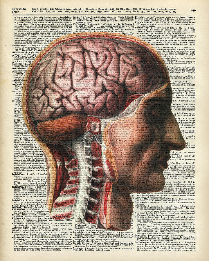 720x900 Vintage Human Brain Anatomy Drawing - Brain Anatomy Drawing