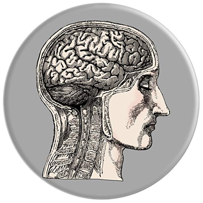 679x679 The Human Brain - Brain Anatomy Drawing
