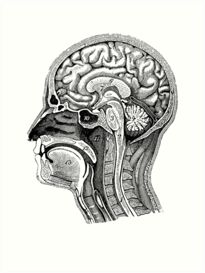 413x549 Anatomical Brain Drawing Art Prints - Brain Anatomy Drawing