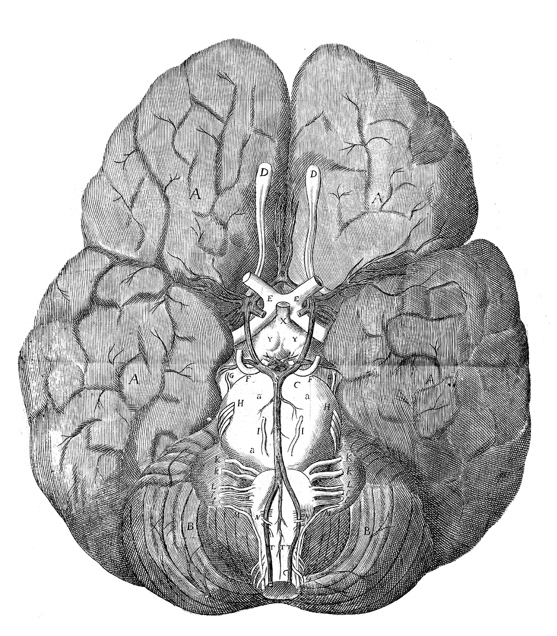 1088x1241 Anatomy - Brain Anatomy Drawing