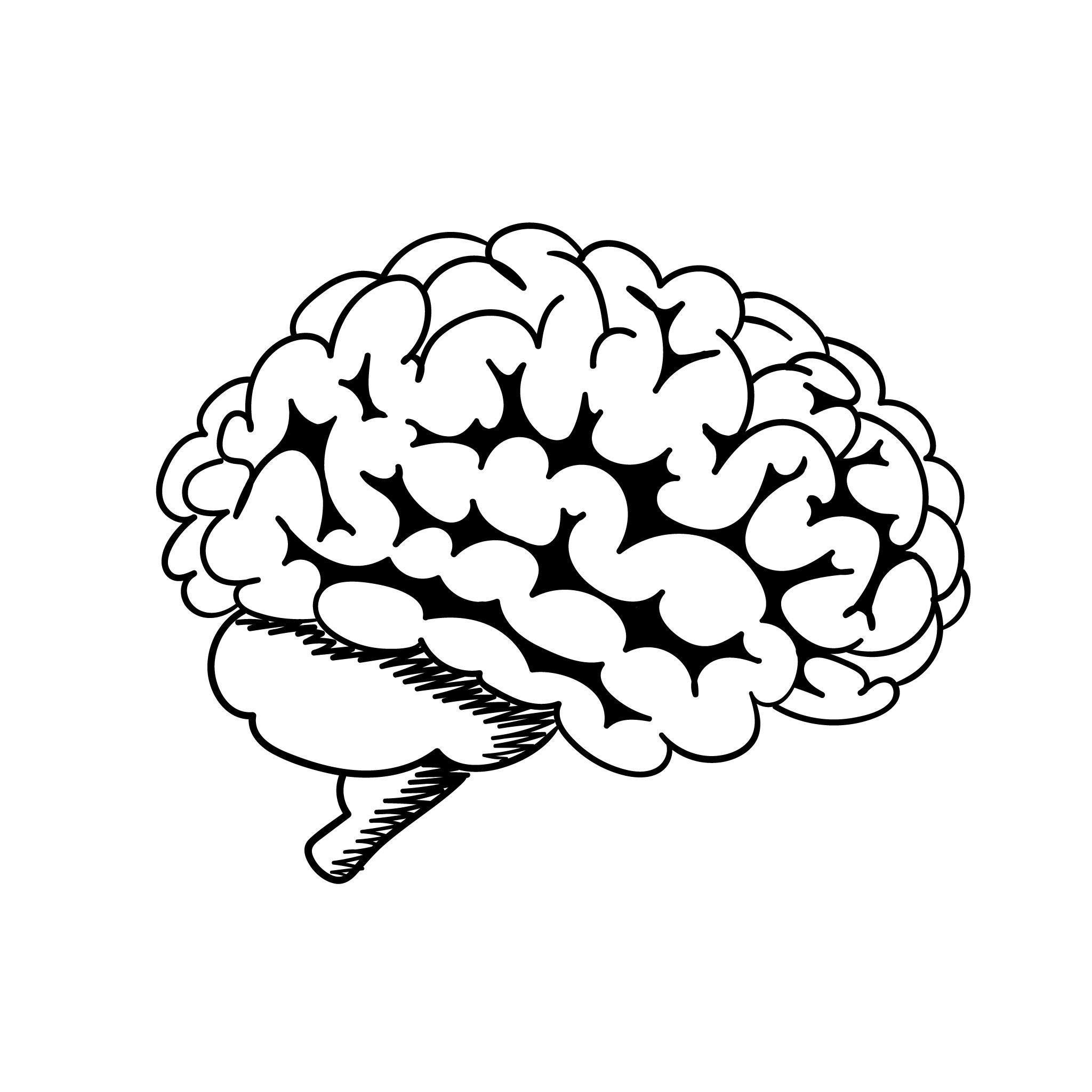 2048x2048 Brain - Brain Drawing