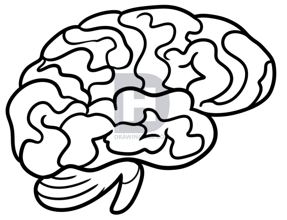 937x720 Drawing A Brain For Kids, Step - Brain Drawing