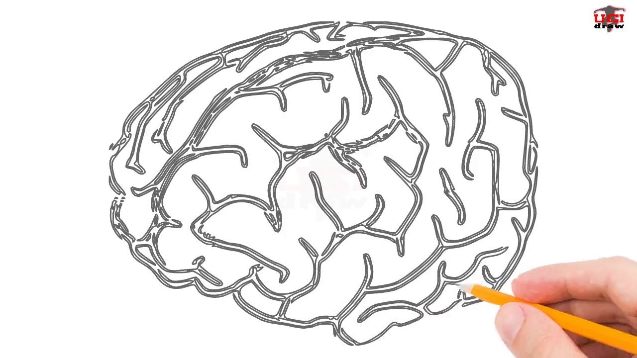 1280x720 How To Draw A Brain Step - Brain Drawing