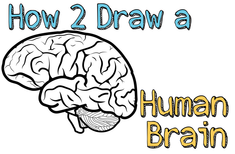 800x523 How To Draw A Human Brain - Brain Drawing