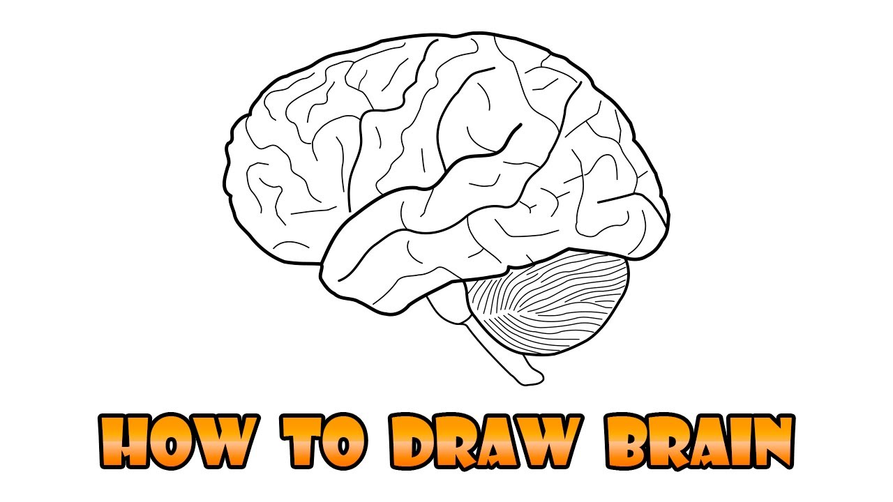 1280x720 How To Draw Brain - Brain Drawing