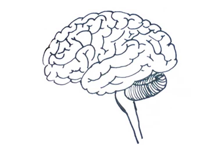 750x500 How To Draw A Brain The Easy Way, Its Parts, Stem, Outline Simple - Brain Drawing