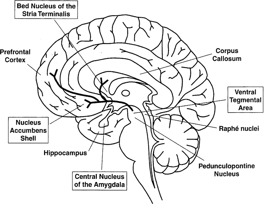 850x658 Schematic Drawing Of A Midsagittal View Of The Human Brain Boxed - Brain Drawing