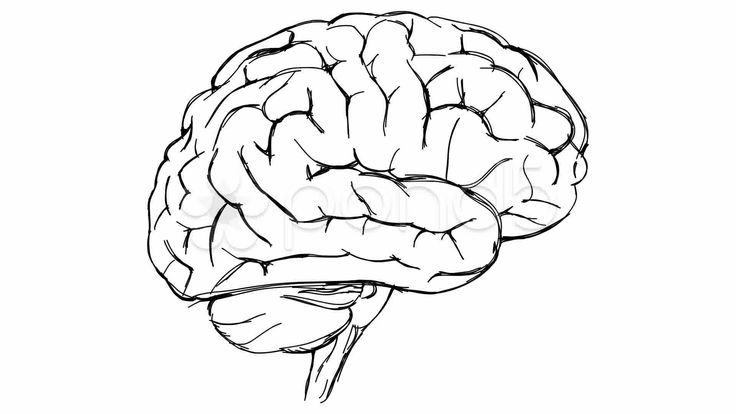 736x414 Human Brain Sketch - Brain Drawing