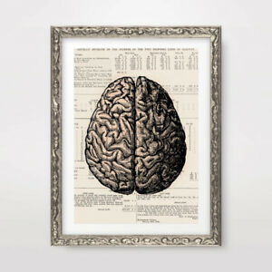 300x300 Detailed Human Brain Drawing Art Print Poster Decor Wall Chart - Brain Drawing Art