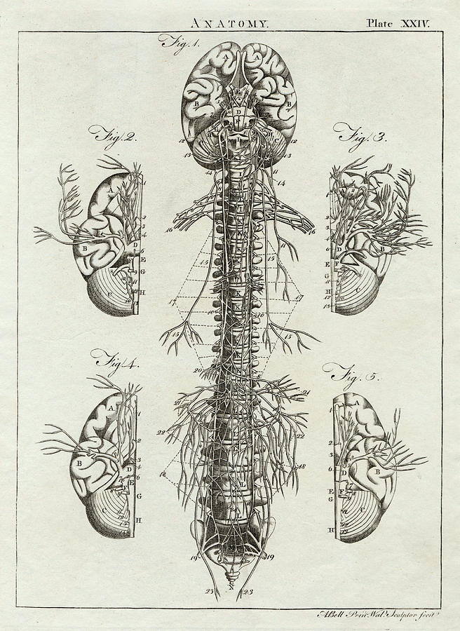 656x900 Detailed Diagram Of The Brain Drawing - Brain Drawing Art