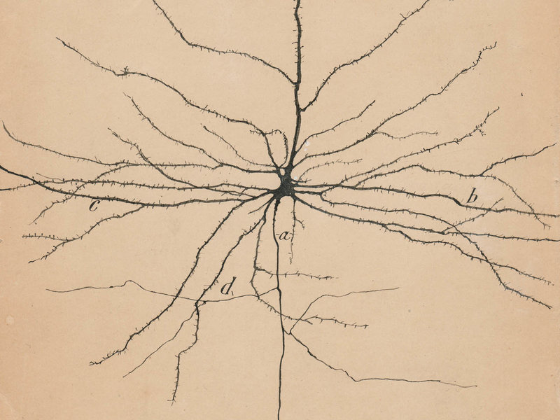 800x600 Santiago Y Cajal's Artistic Skill Revealed The Hidden Brain - Brain Drawing Art