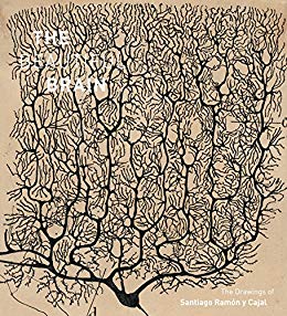 260x286 The Beautiful Brain The Drawings Of Santiago Ramon Y Cajal Ebook - Brain Drawing Art