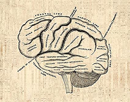 425x334 Antique Brain Print Old Fashioned Medical Anatomy - Brain Drawing Art
