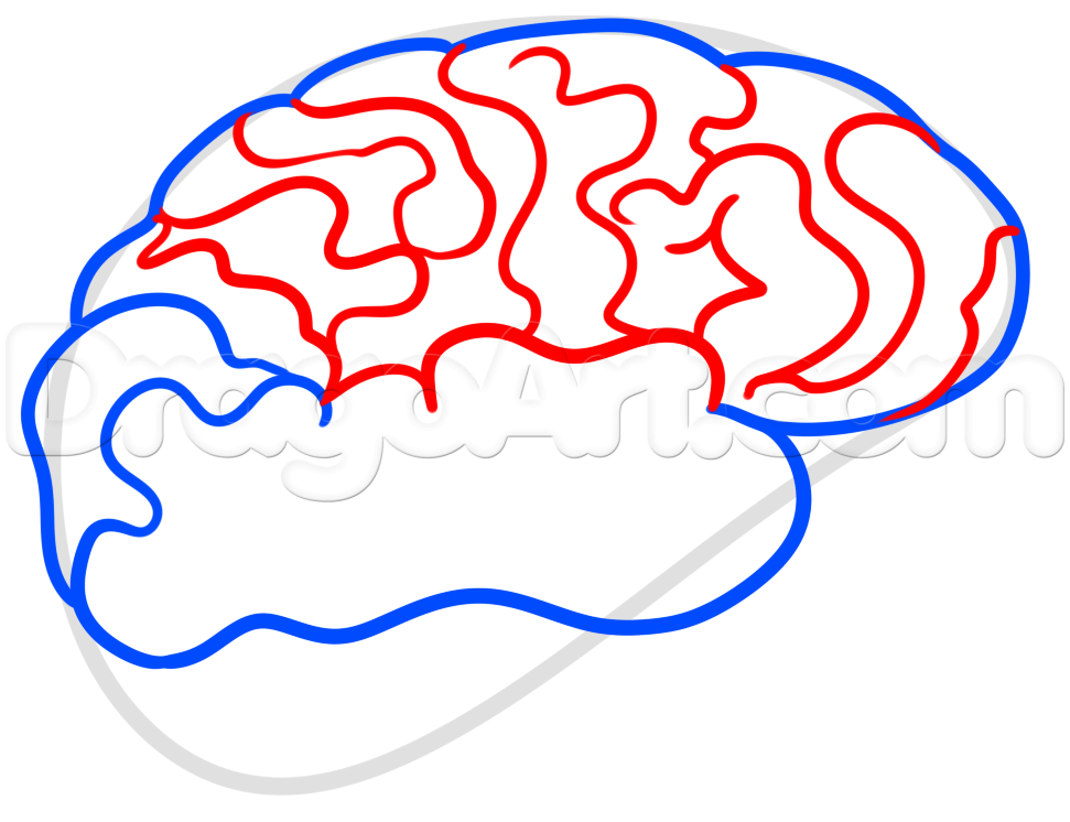 971x746 Drawing A Brain For Kids, Step - Brain Drawing Images