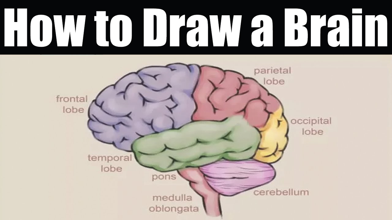 1280x720 how to draw a brain how to draw brain easy - Brain Drawing Images