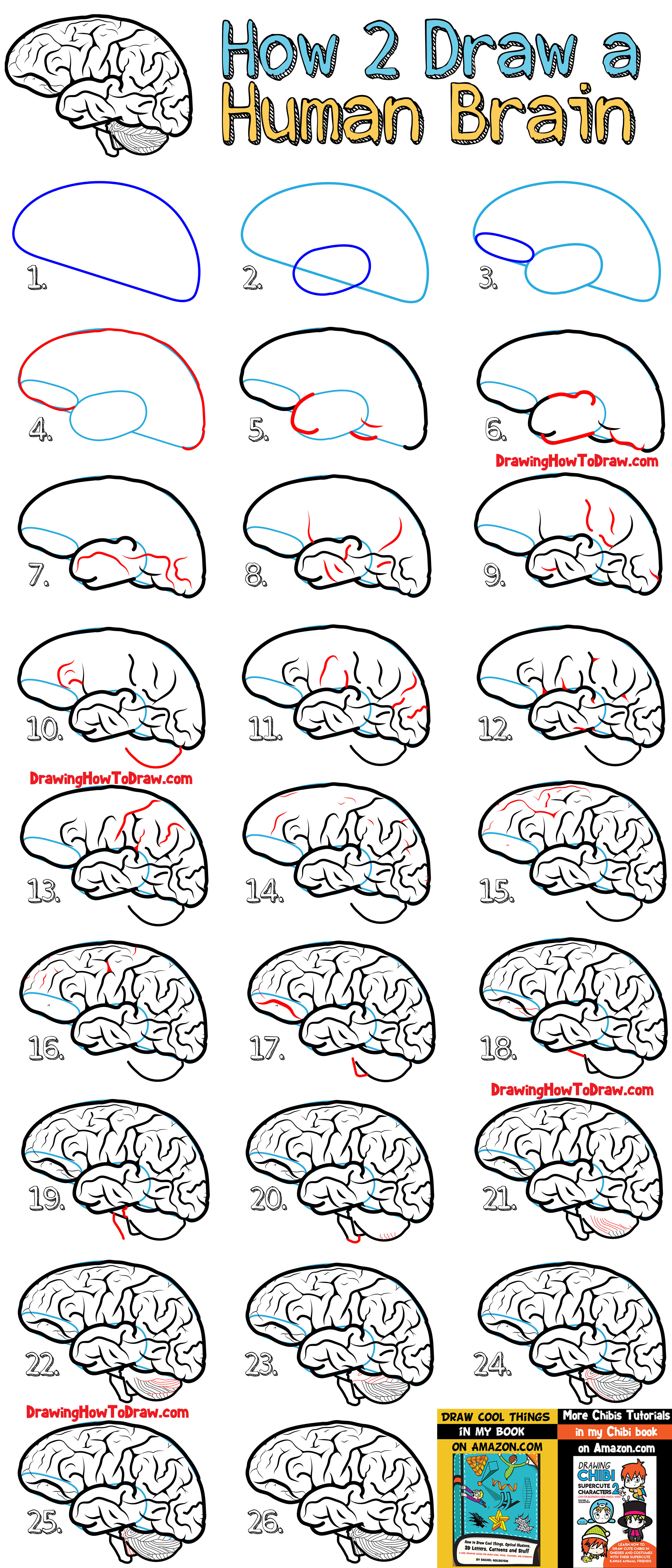 2200x5132 How To Draw A Human Brain - Brain Drawing Images