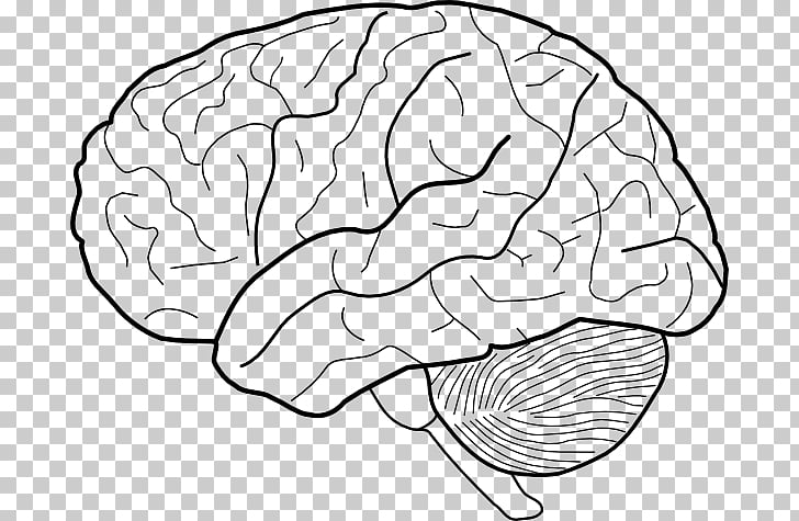 728x475 Outline Of The Human Brain Drawing Diagram Png Clipart Free - Brain Drawing Images