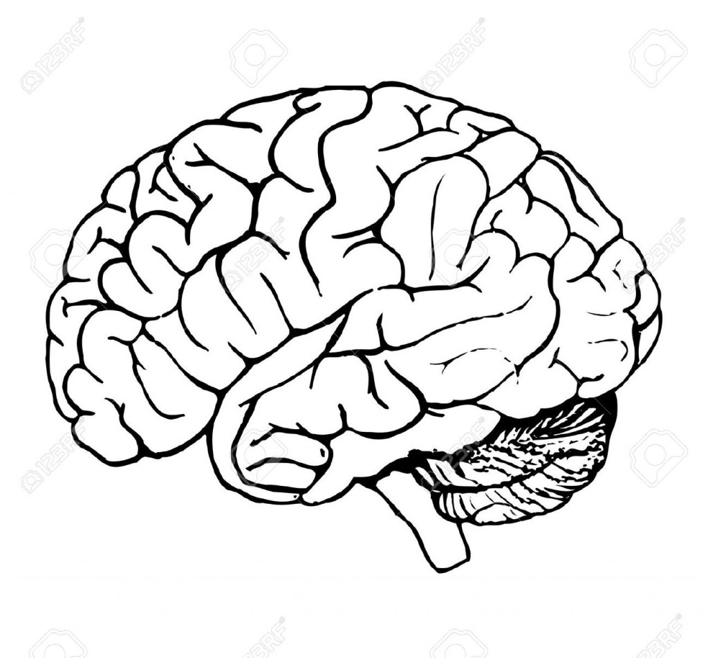 1024x952 Brain Drawings Clip Art - Brain Drawing Images