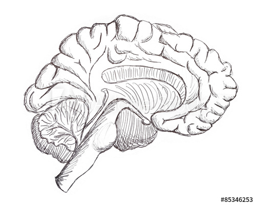 500x400 Brain Drawing - Brain Drawing Images