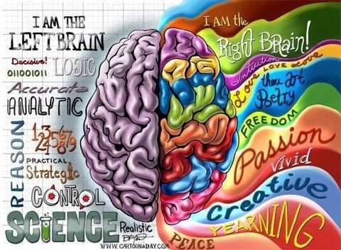 480x353 left brain vs right brain - Brain Drawing Tumblr