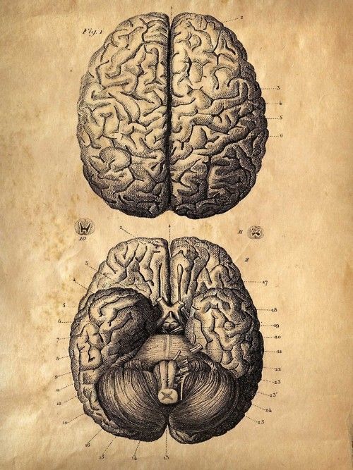 500x667 the brain from biological - Brain Drawing Tumblr