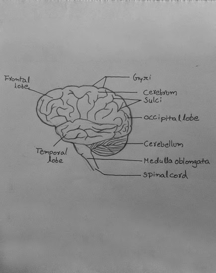 435x551 Draw It Neat How To Draw Human Brain - Brain Drawing With Labels