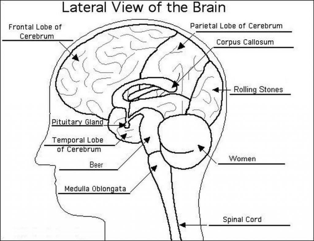 1024x788 Diagram Of Where The Brain Is In The Body Label The Brain Anatomy - Brain Drawing With Labels