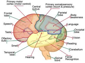 288x215 Diagram Of The Human Brain With Its Respective Parts Yw Helps - Brain Drawing With Labels