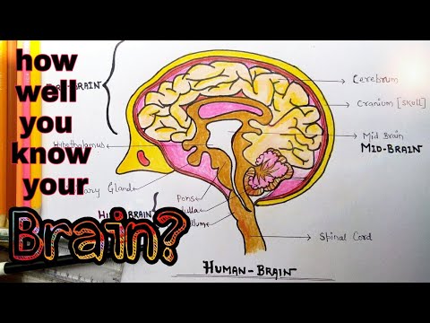 480x360 How To Draw And Label Human Brain Step - Brain Drawing With Labels