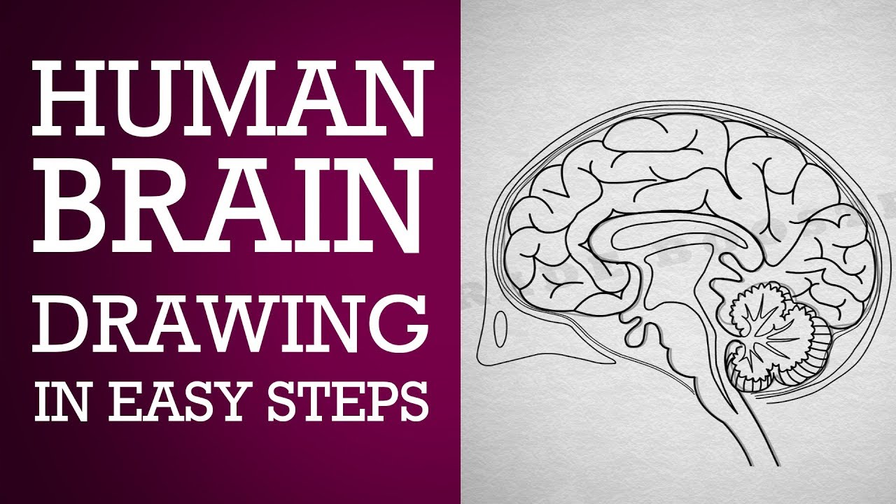 1280x720 How To Draw Human Brain Step - Brain Drawing With Labels