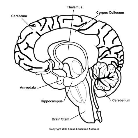 474x474 Human Brain Drawing With Labels - Brain Drawing With Labels